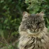 oschnning070703