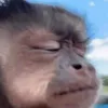 vinidieselorocha