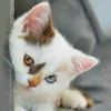 asma_7009