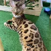 bengal_tom