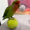 jobick_the_parrot