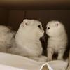 kittens_scottishfold