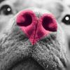 mshoward_111612_rdh