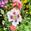 gardenfairy887