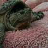 turtleguy239