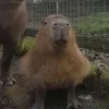 Alek