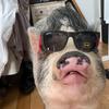 Gimli The Mini Pig