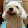 k_furbabies