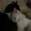 dhsidoeie