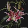 shibal.162