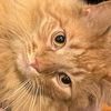 oatie_the_cat