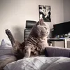 draco_the_cat1