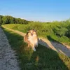 rio_sheltie