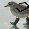 rkazed