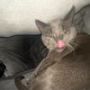 1catmom9