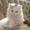 lany_274