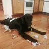 bamsethedoggy