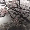 smiling_526