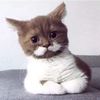 mommakitten1908