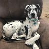 golfanddogs