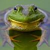 bulimic_bullfrog