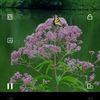 alshbh476