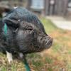 olive_the_pig