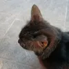 catto_orgattto801