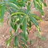 newtech_agribiz