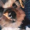 milotheyorkipoodog