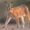 emirgsh77