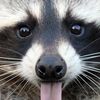 justtheraccoon