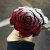 abo.raba.lmalk