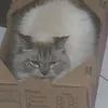 tinkynpriv2