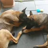 mablemalinois