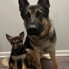 thepolicepups