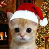 chrismascat5