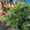 hearth_and_hedgerow