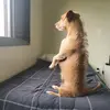 standingdog