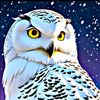 gulln00r