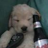 burnt.bear.breeder