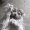 _tiramissyu9