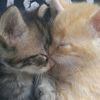 lia_loves_.cats