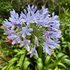 flower_user2