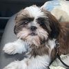 enzo.the.shih.tzu