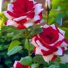 than.htay60767