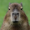 capybaraaa2k1