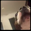 dinpappasneakylink