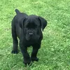 denver_canecorso