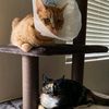 chowycats
